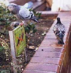 en angleterre (interdit aux pigeons)
