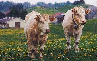 RETOUR aux vaches jurassiennes